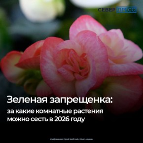 Некоторые комнатные растения, например, определенные виды роз, мимоз и кактусов, запрещены к выращиванию дома