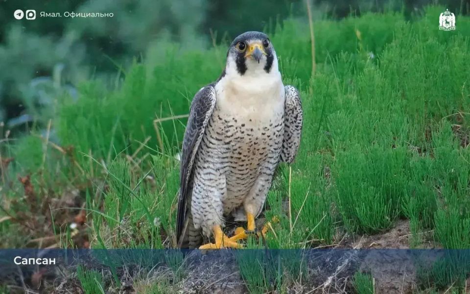 1 ������ � ������������� ���� ����