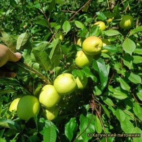 Яблоня Памяти Нестерова: позднезимний сорт с десертным вкусом