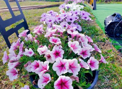 Непревзойденные петунии: цветы, которые становятся настоящим увлечением