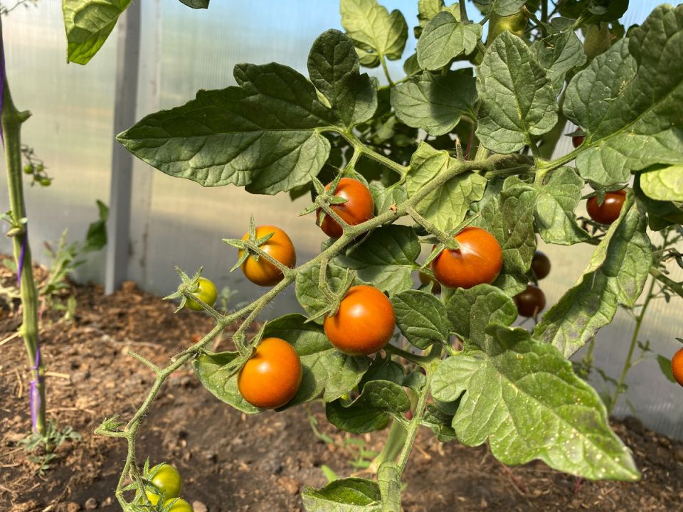 ��������� ��� ������� � ������: ������ � �������