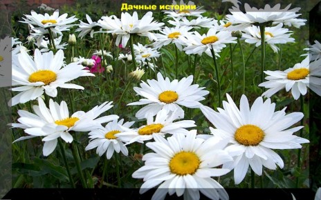 ������������� ����������� ����� ��� ������ ������� �������