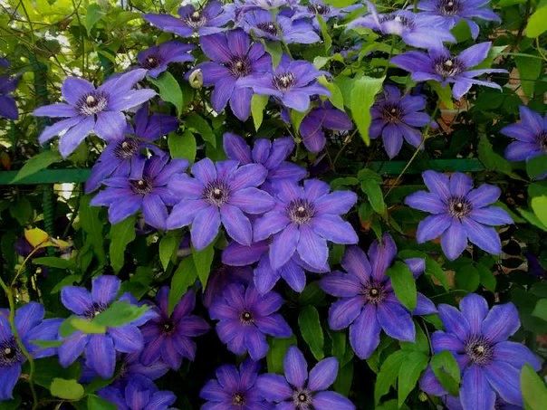 ��� �������� ���������� �������� ����������: ������� �����