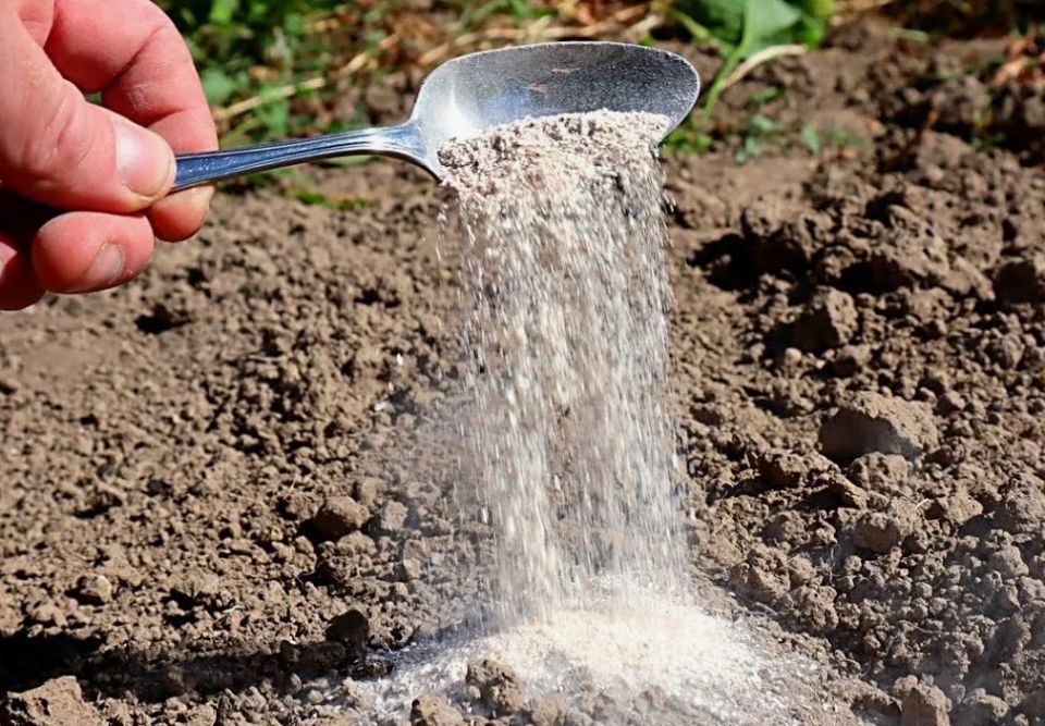 ��� ������� ���� ���������� ����� � �������: ������� �������������� ������