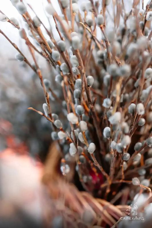 ������� ���������: ������� ����������� � ������� ����! ����� ����� ����� � ������ ������� ��������� ������