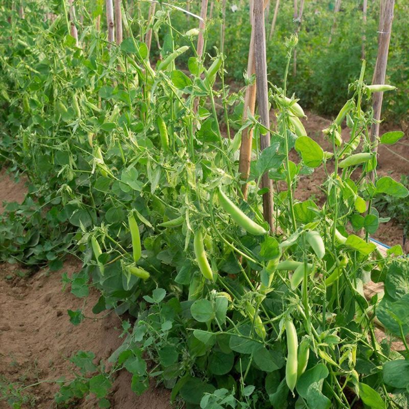 ����� � ��������: ��� ������ �������� ������