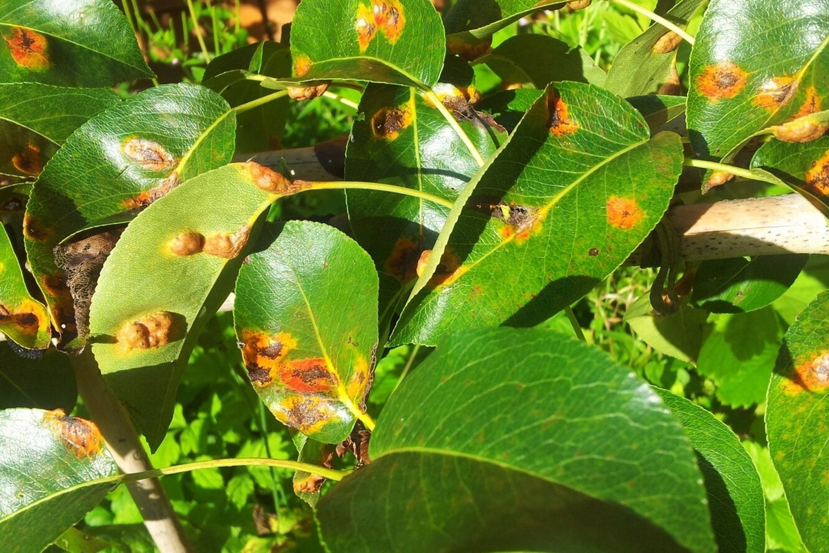 Как победить ржавчину груши: секреты защиты вашего сада