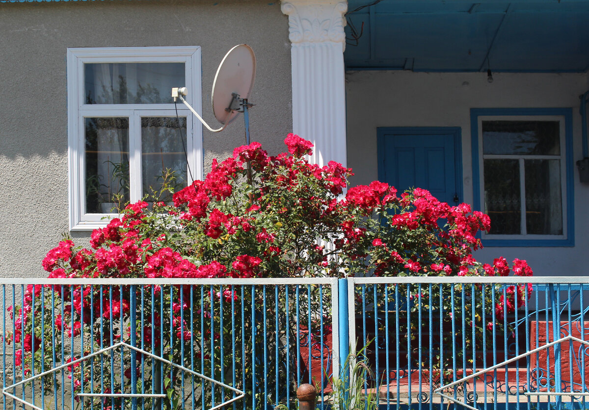 Розы Архыза: как цветы радуют жителей Карачаево-Черкесии