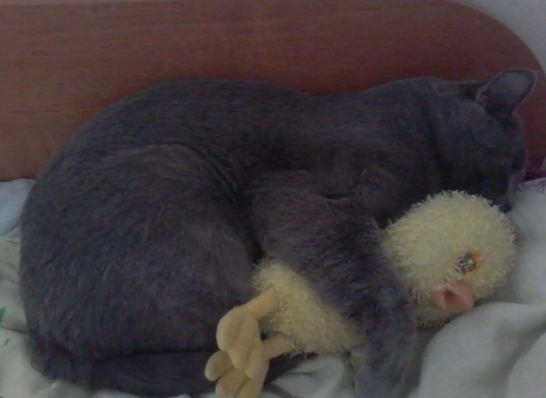 �����, ������ � ������� ����������