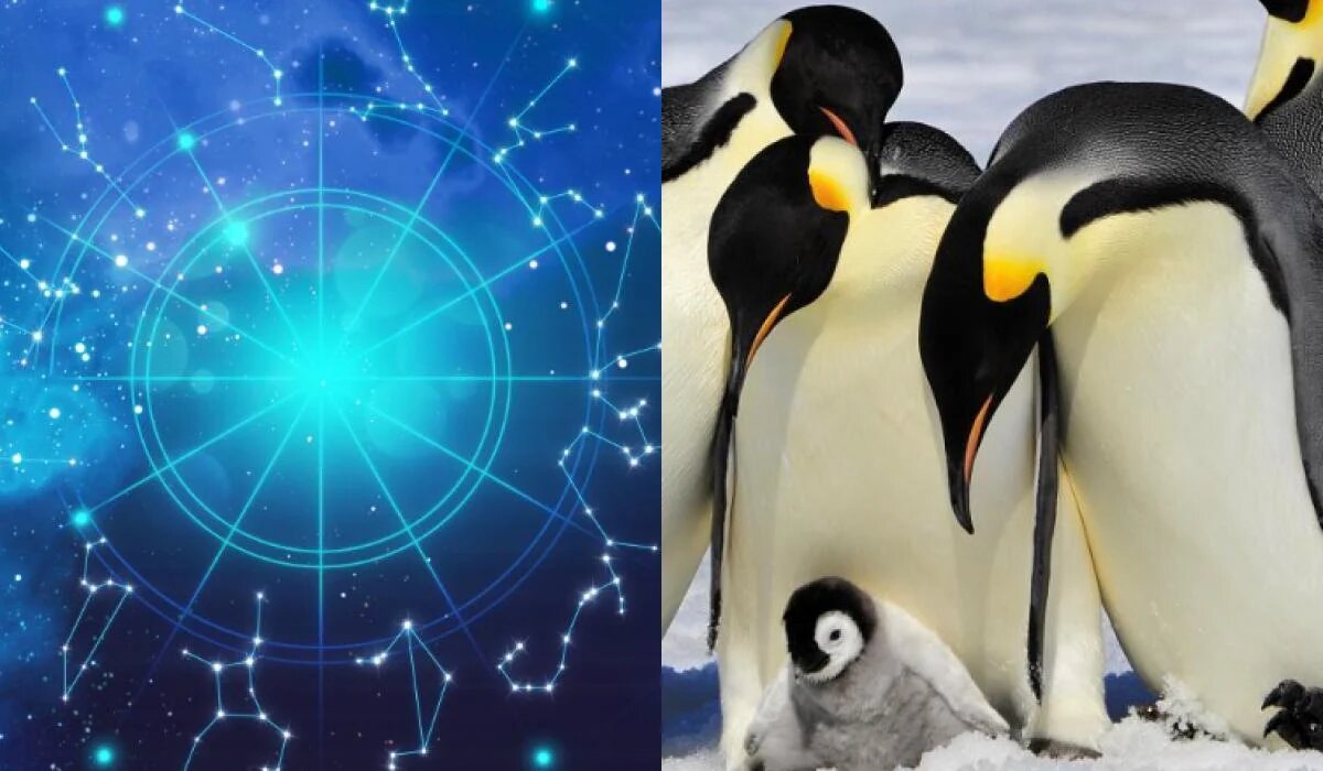Как выбрать своего пингвина: что говорит зодиак