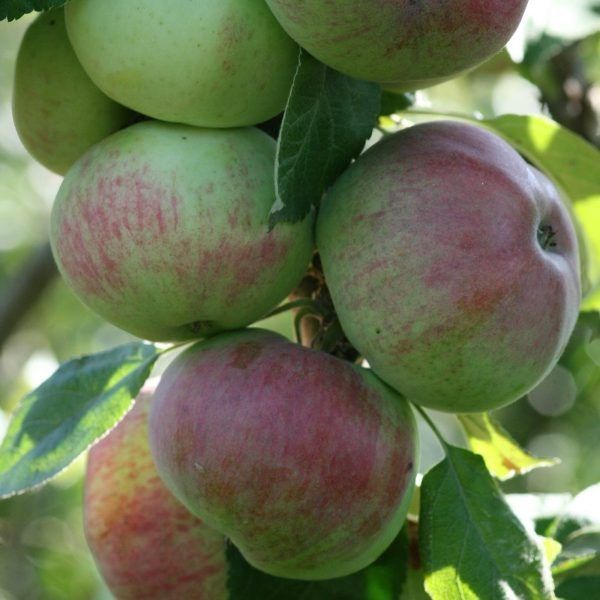 ������ ������� ���: ��������� ����� ��� ��������� �������� � ������� ������