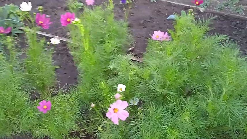 ��� ��������� ����� ������ ������� �� �������� �����: ������� ����������