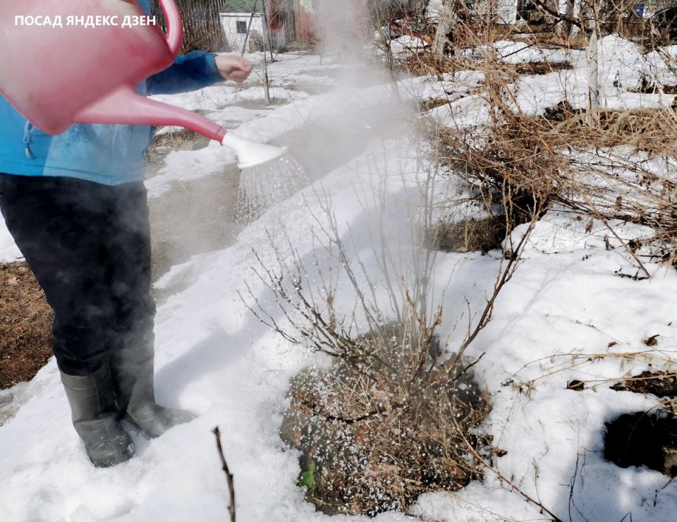 ����������� ���������: ���� � ����������