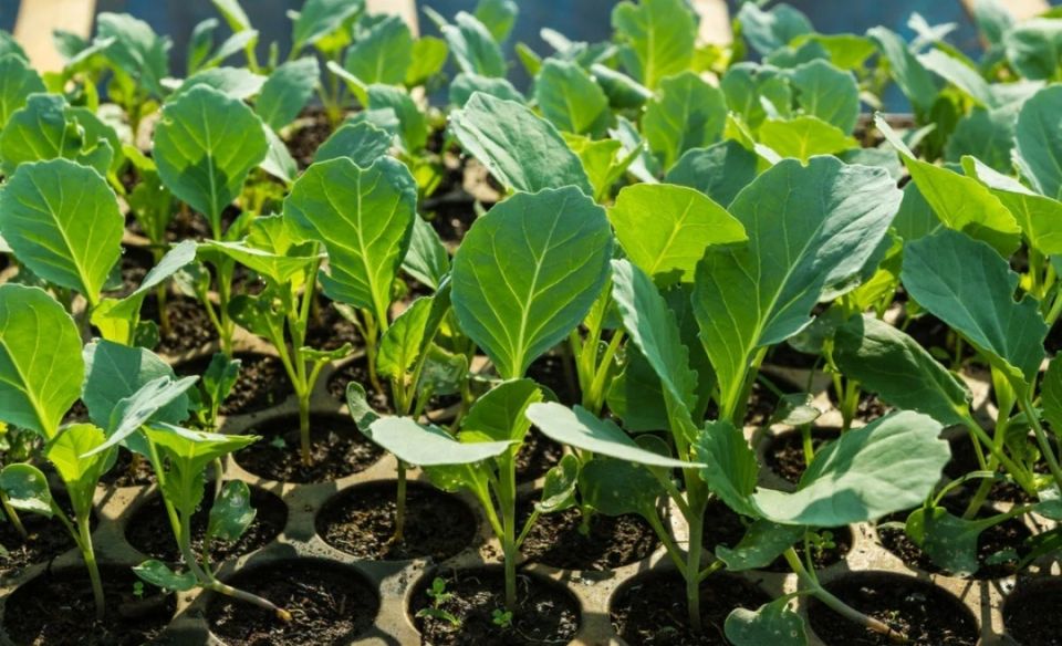 ������� �������� ������� �������: �� ������ �� ������� �������