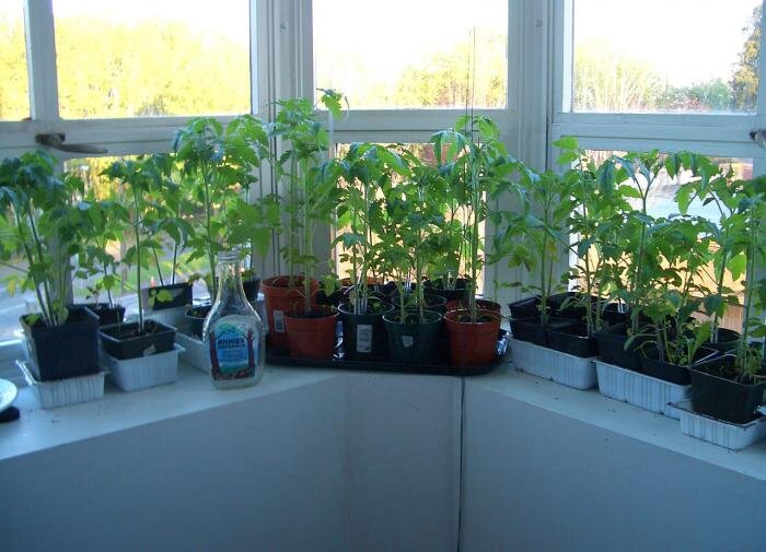 Выращивание томатов в стаканах: метод без пикировки