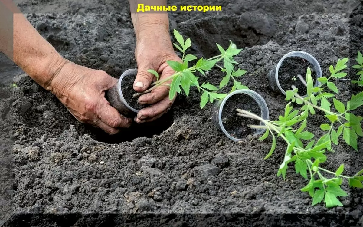 Эффективные стратегии для успешной посадки томатов в 2025 году