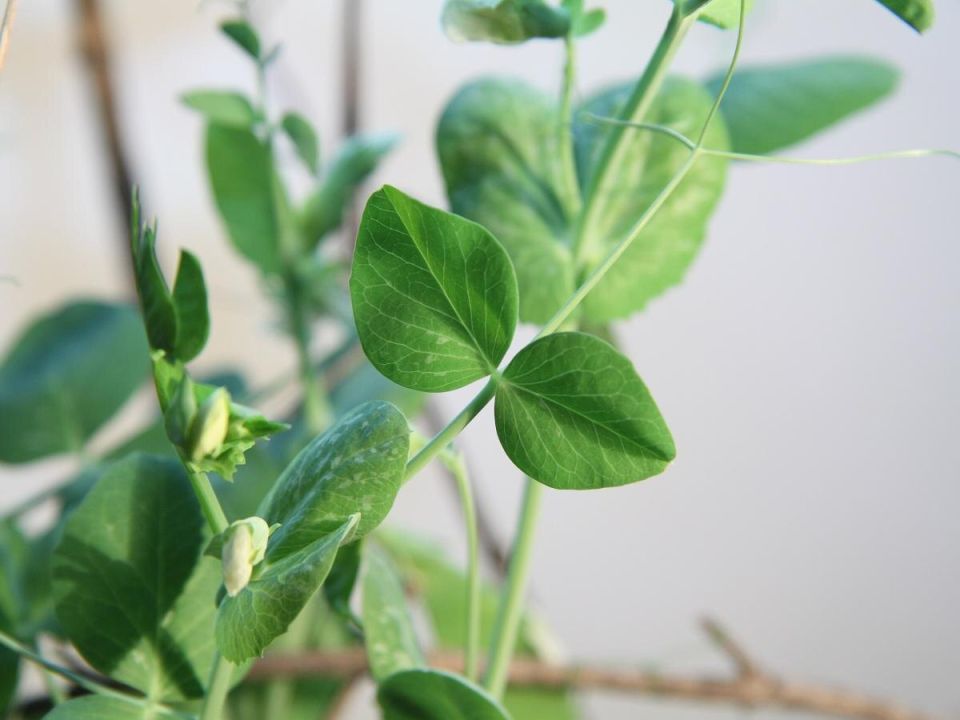 ��� ��������� ����� �� �����������: �������� ���� �������� ��������