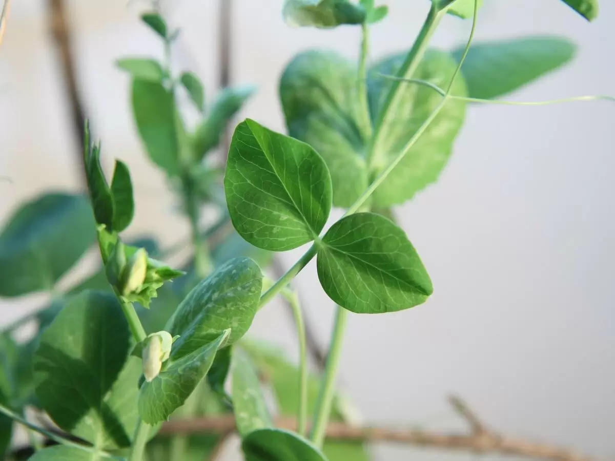 Как вырастить горох на подоконнике: домашняя оаза вкусного витамина