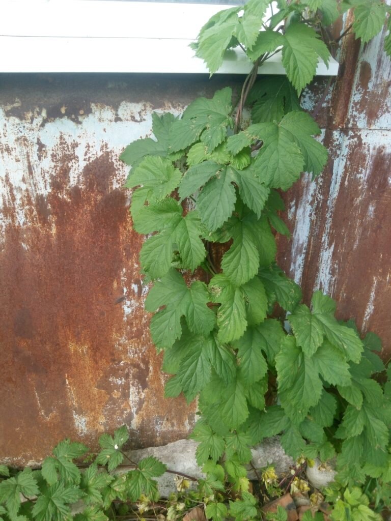 Хмель: уникальное растение с двумя сторонами медали