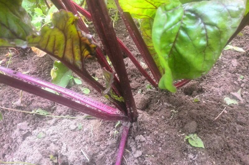 ������� ��������� ����������� ������ � �������