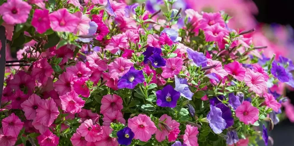 Петуния Изи Вейв: украшение вашего сада, которое нужно знать