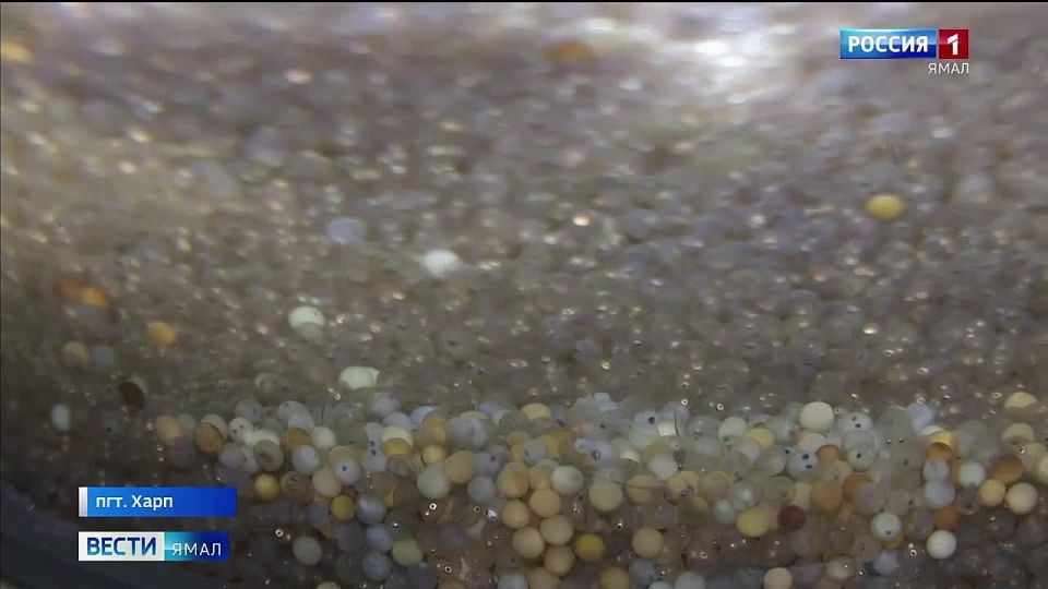 �� ������� ���������� ������������ ����� �����