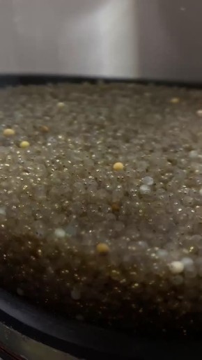 Что здесь происходит?. . Это личинки чира на Собском рыбоводном заводе стремительно выклёвываются из икринок