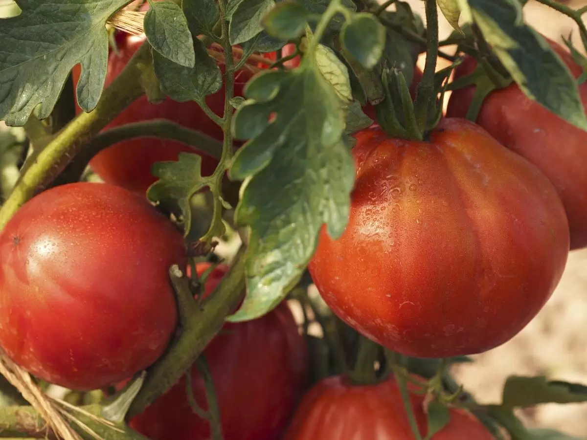 Эффективные и недорогие удобрения для томатов