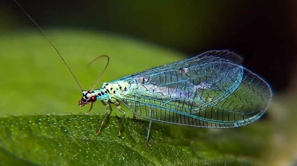 На Среднем Урале приземлился живой арсенал против вредителей