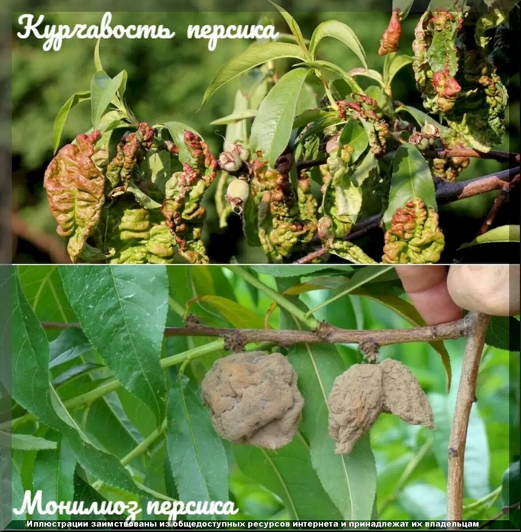 Завершение дачного сезона: практические советы для начинающих