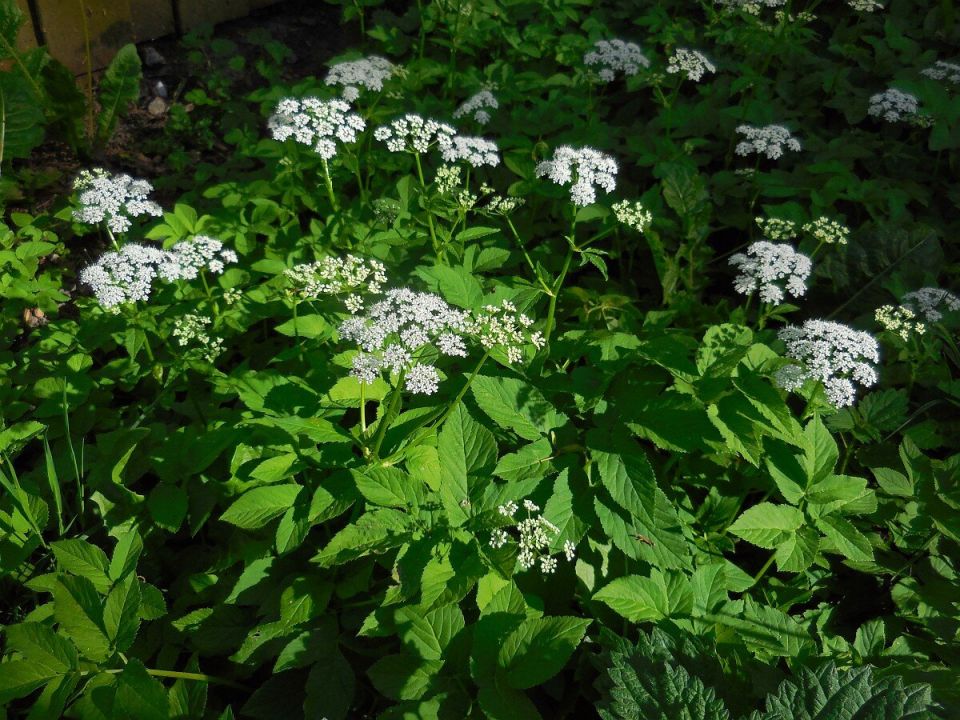 ��� ���������� �������� �����: ������� � ������ ��� ��������