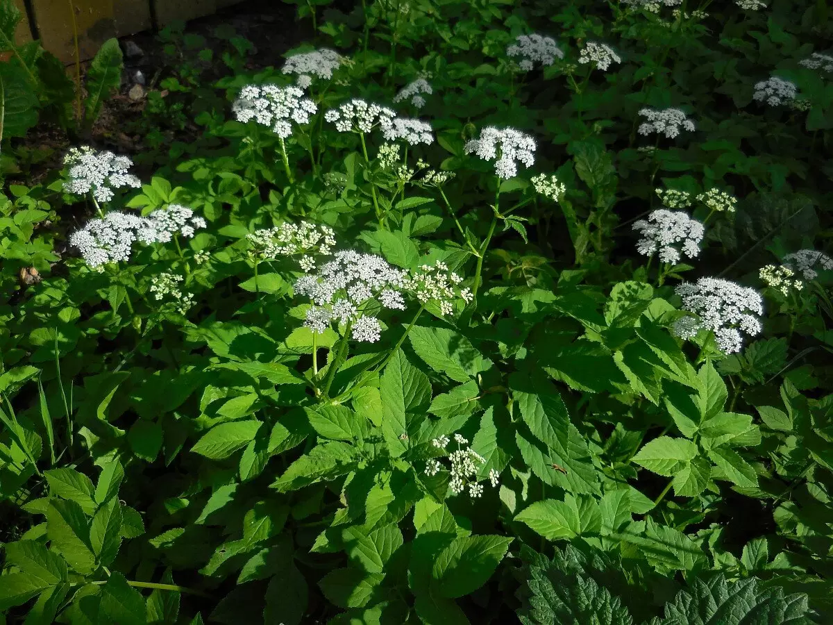 Как эффективно победить сныть: секреты и советы для дачников