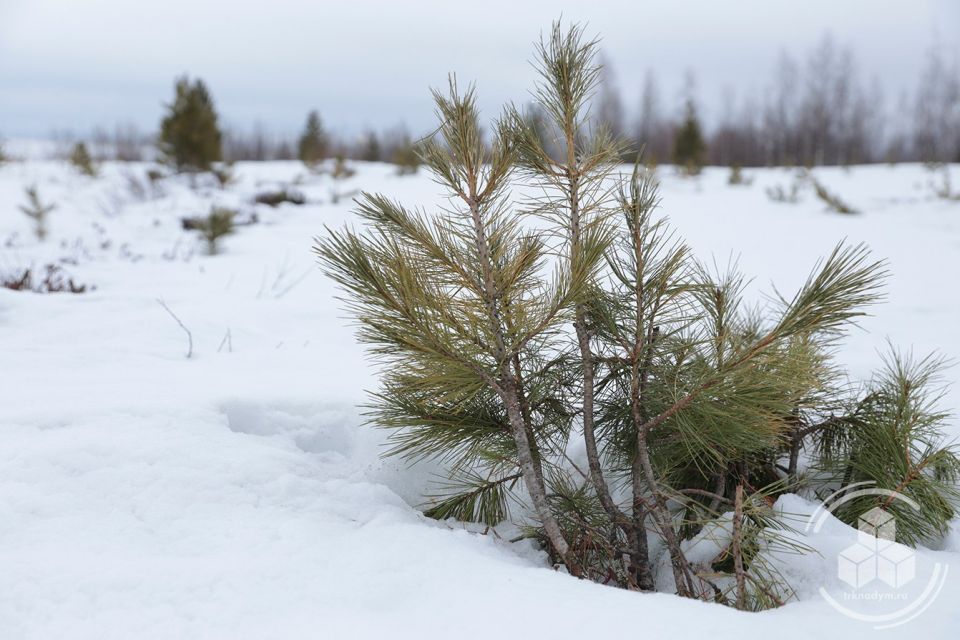 ������ � �����, ������ �����