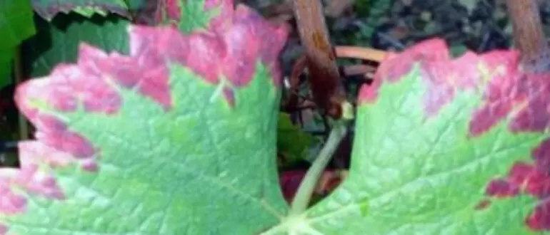 Влияние дефицита бора и фосфора на овощные культуры