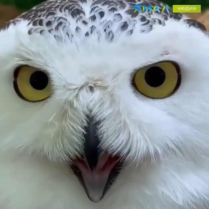 ������-���� � ���������: ����������� ������ ��� ����� ������ ������