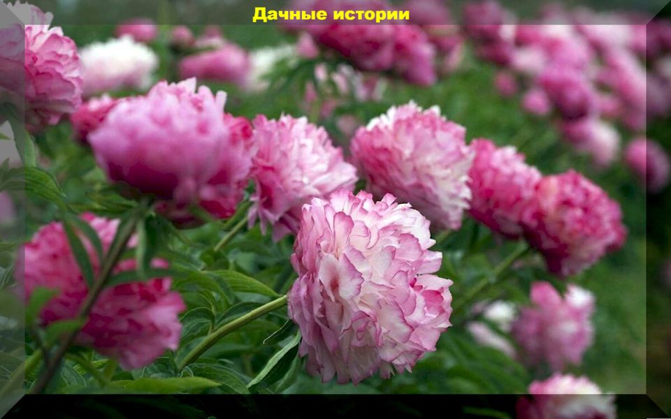 ����� � ����� ����: ����� � ������ �����, ������� ����� �������