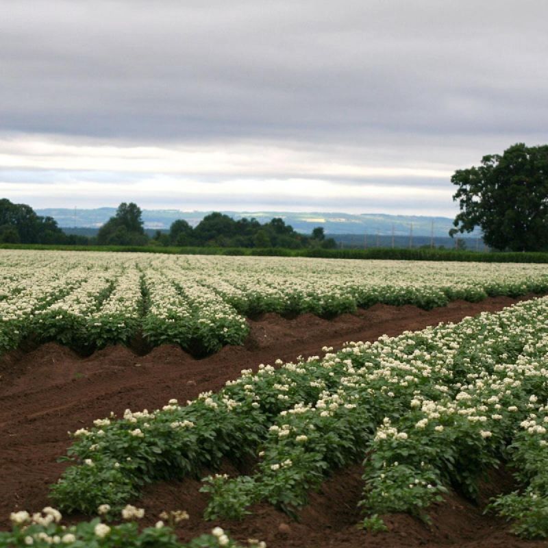 ����������� ������� ��������� � ����������: ������� � ������