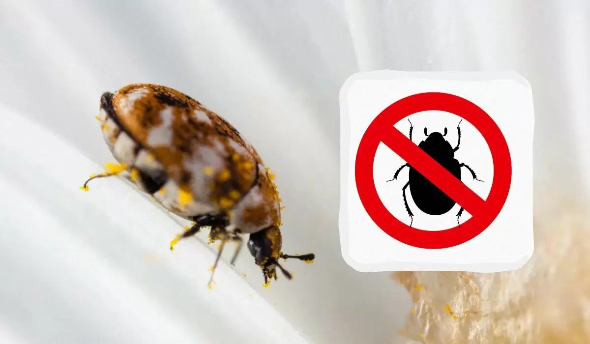 Маленькие жучки в вашем доме: неожиданные угрозы и простые способы борьбы с ними