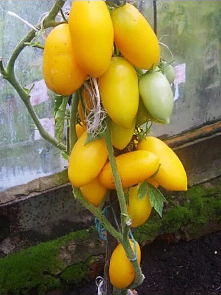 ����� ������� �����: ��� ��������� ������� ��������� ����� �� ����� �������