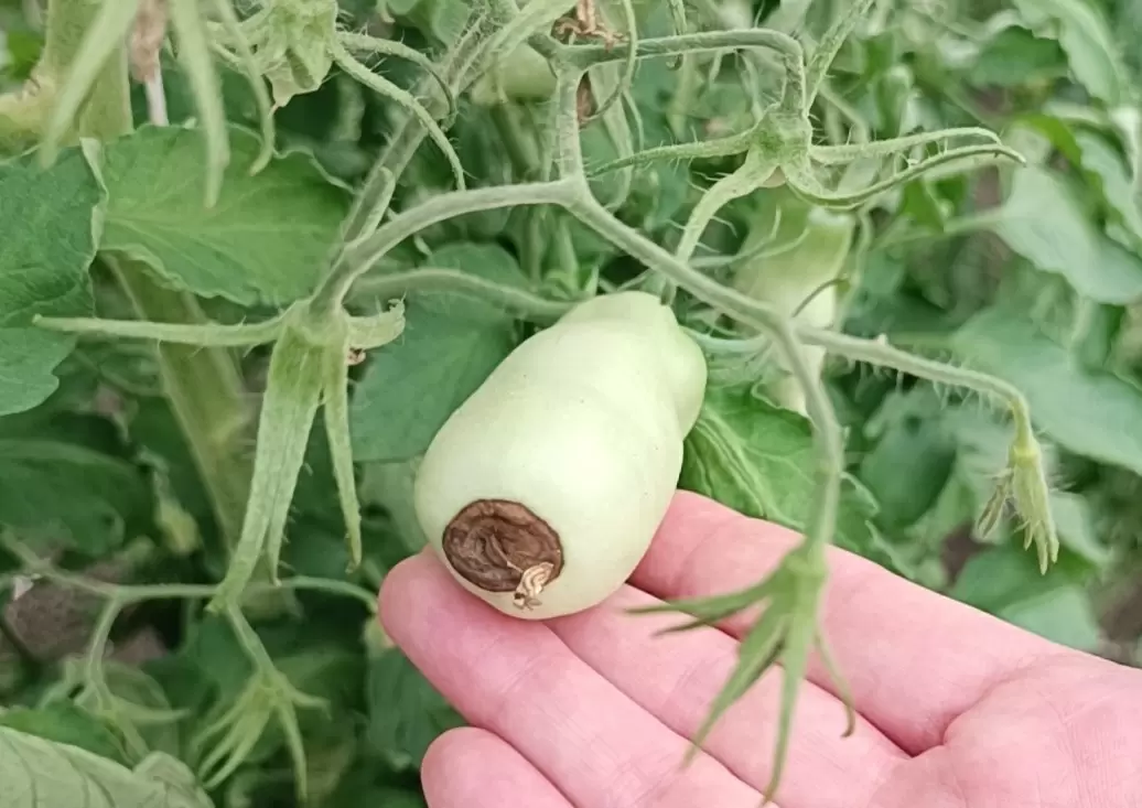 Как избежать вершинной гнили на помидорах: топ-5 распространённых ошибок дачников