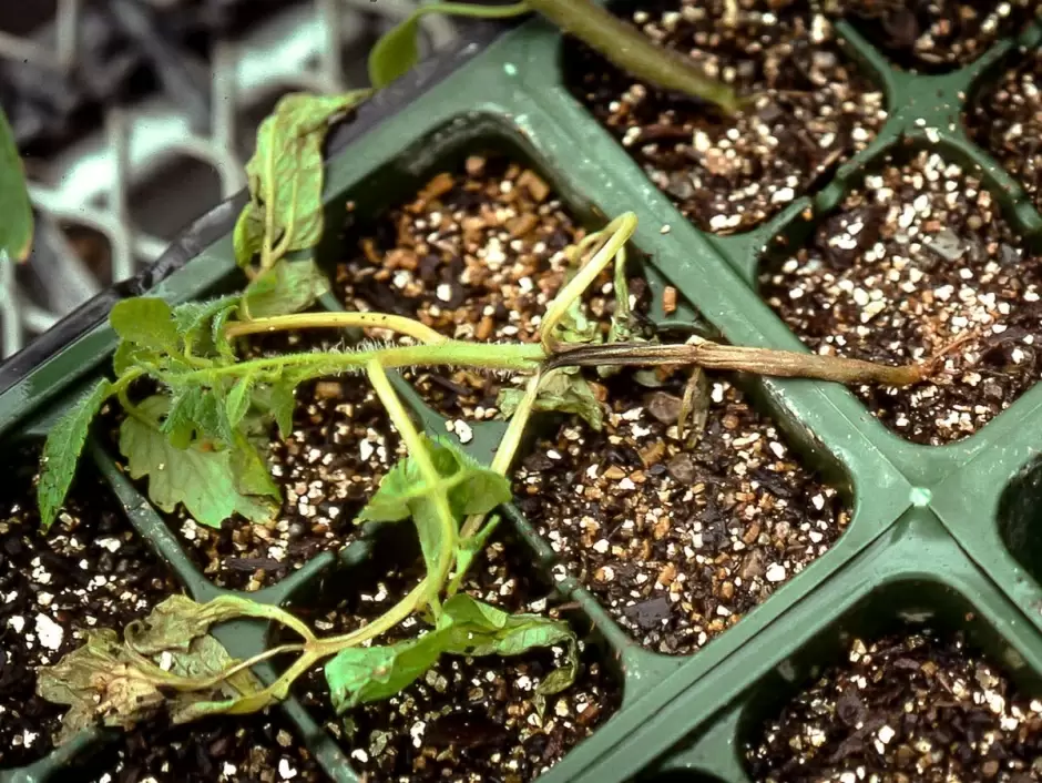 Болезни рассады: как определить и предотвратить их появление