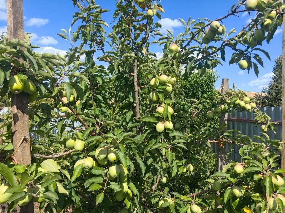 ��� �������� ������ �� ����������: ��������� �� ��������� � ������ ����������