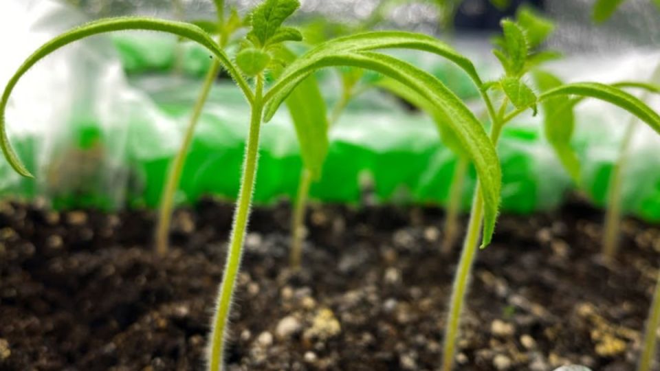 ��� ��������� ������� �������: ���� ����������� ������ ��� �����