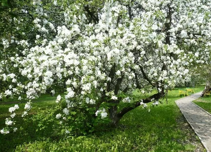 Как защитить яблони от зимних морозов