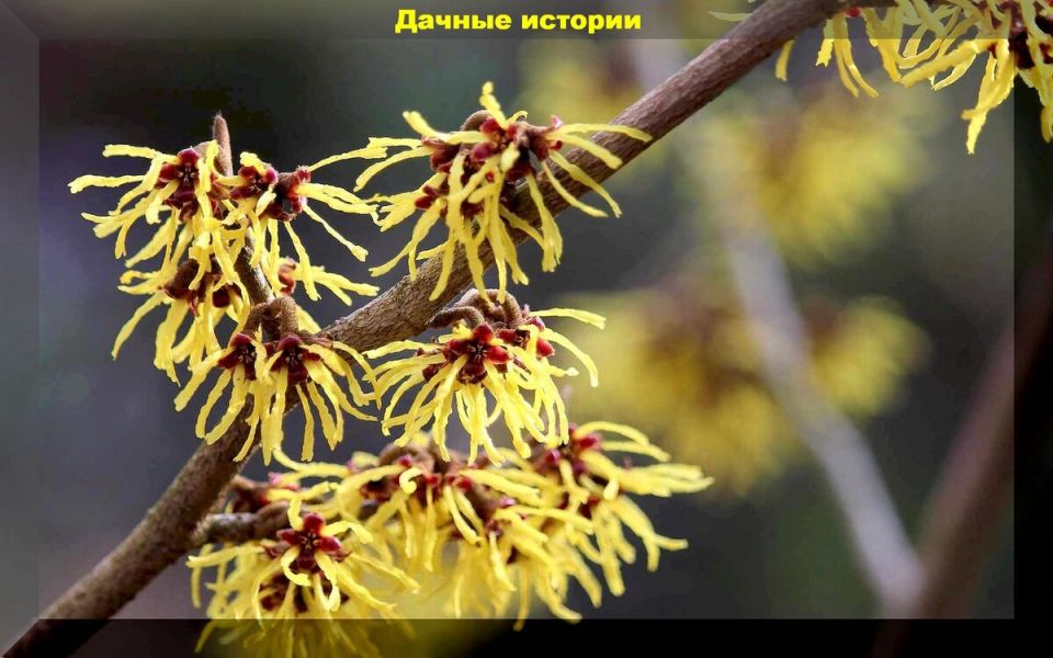 ��������� ��������: ���� ����������� ��� ���������� ����