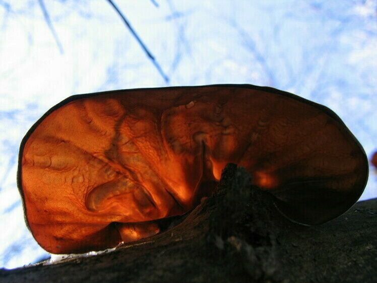 ������ ����� �� �������: ������������� ����������� � ��� �������� �����������