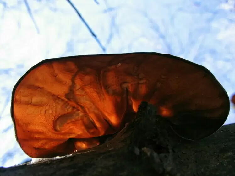 Зимняя охота за грибами: увлекательное путешествие в мир холодных деликатесов