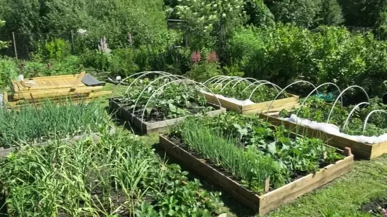 Как природные знаки помогают определять идеальное время для весенних посадок