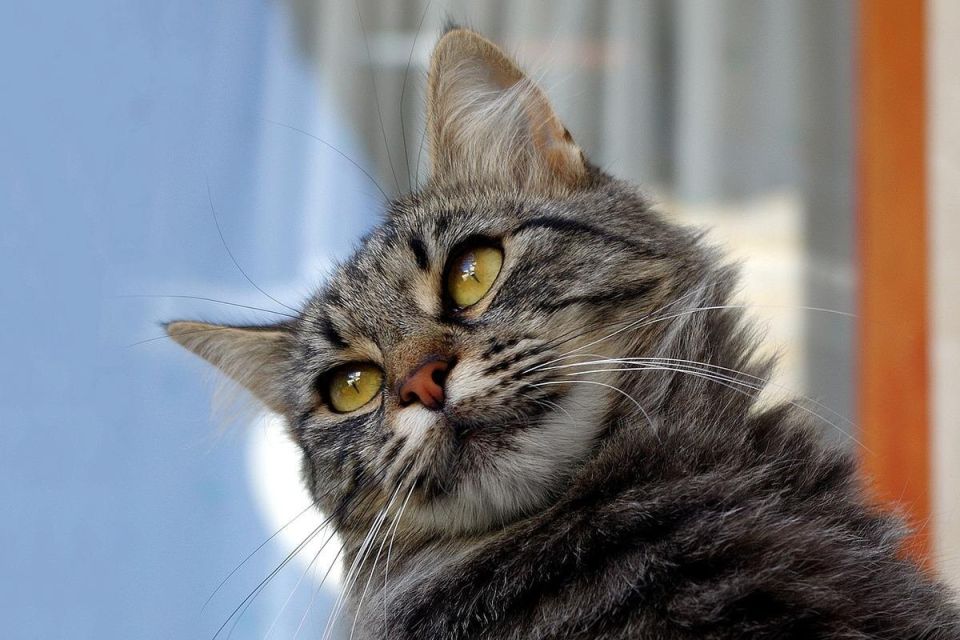 ��� �������� ���� ������� �� ��������� �������� �����������: 4 ������� ������