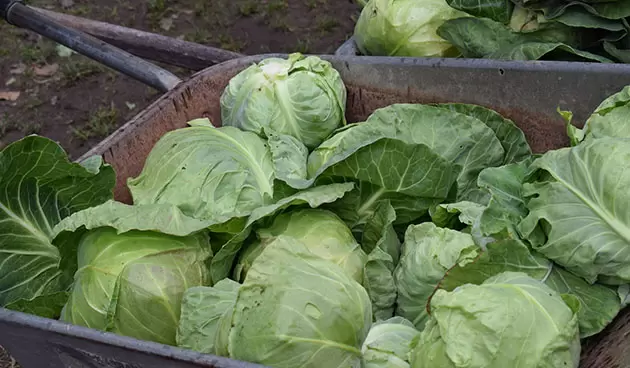 Когда убирать капусту: советы по срокам, погоде и хранению кочанов до весны